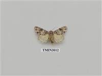 藏品(夜蛾624)的圖片